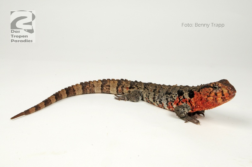 Shinisaurus crocodilurus 001288