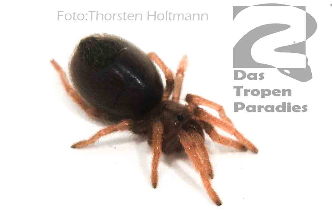 Aphonopelma bicoloratum 001800