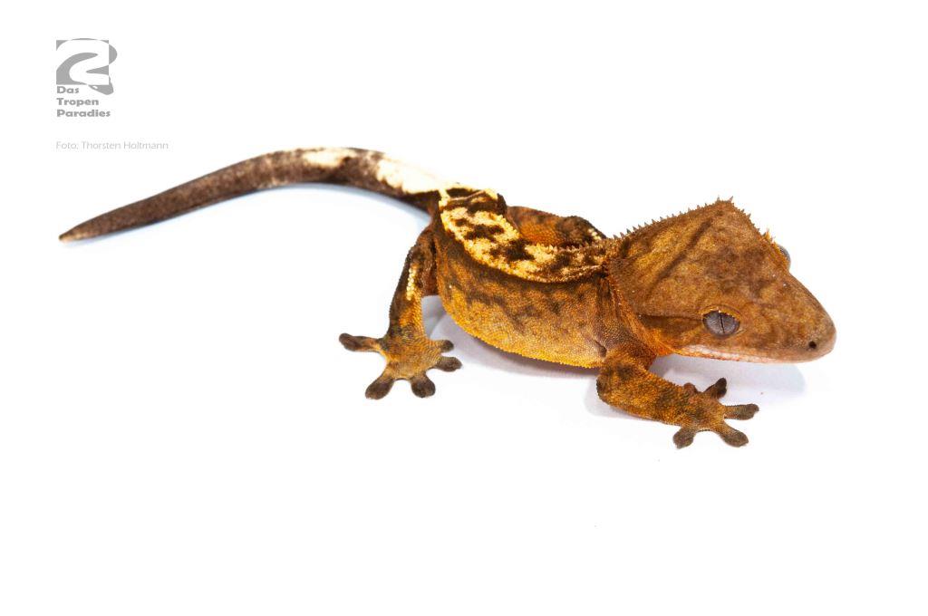 Tierbestand Das Tropenparadies Reptilien und Terraristik Großhandel