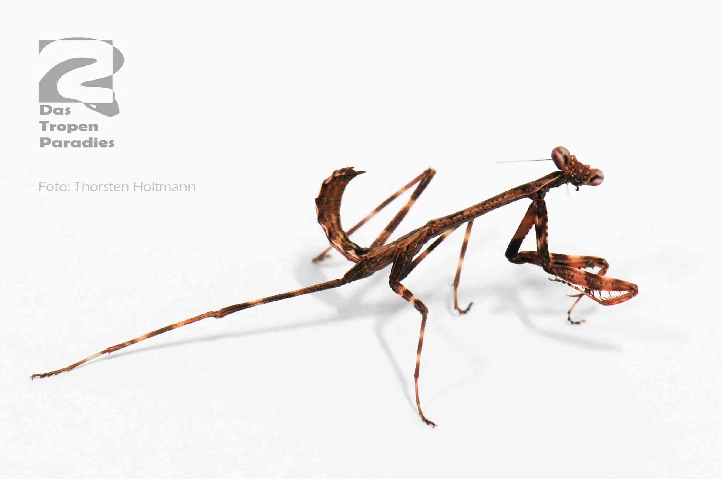 Tierbestand Das Tropenparadies Reptilien und Terraristik Großhandel