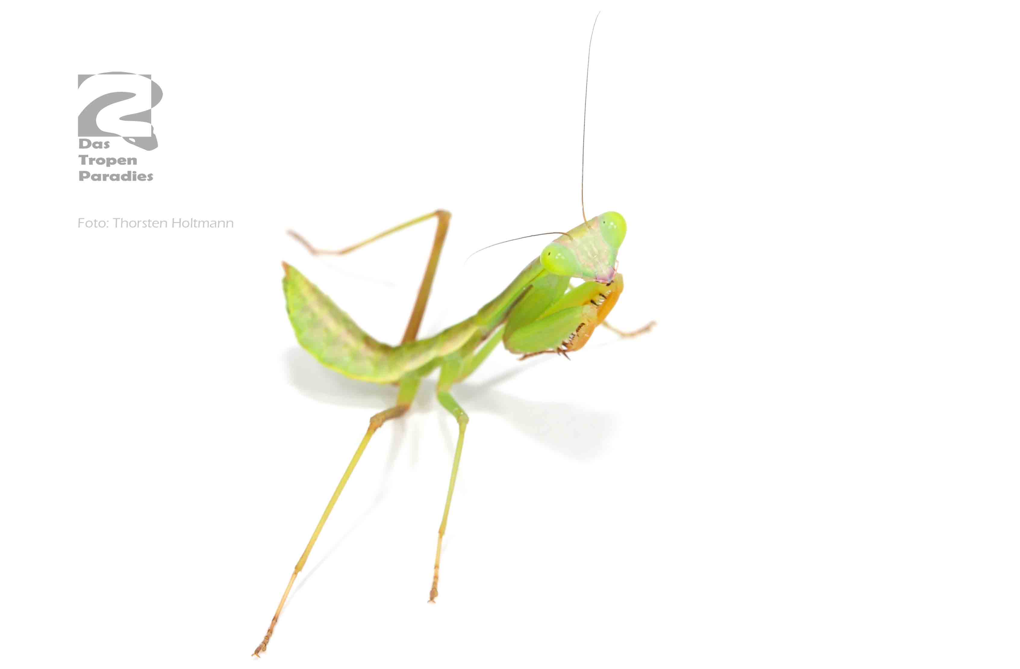 Tierbestand Das Tropenparadies Reptilien und Terraristik Großhandel