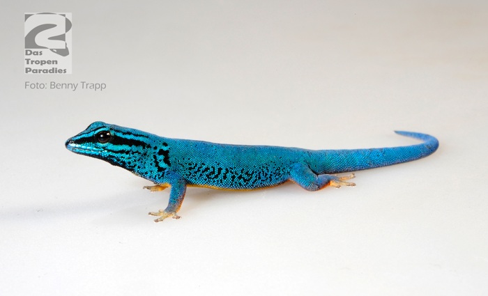 Electric blue day gecko * Lygodactylus williamsi.