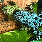 Bombina orientalis - Chinesische Rotbauchunke "blau"