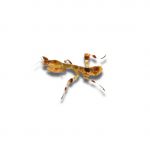 Galinthias amoena - Angola Riesenmantis